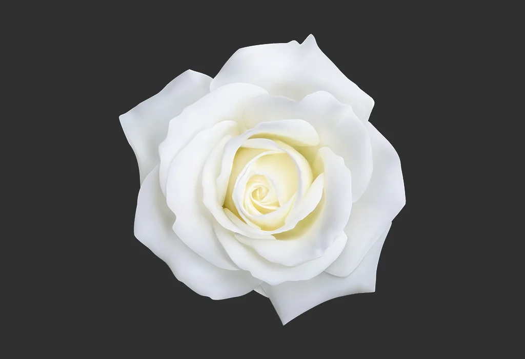 Coisas que são brancas para crianças 30 Plants-That-Are-White-Rose