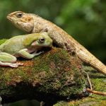 Reptile-Names-For-Kids-696x476