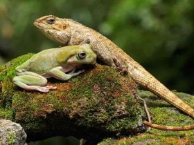 Nomes de répteis para crianças 2 Reptile-Names-For-Kids-696x476