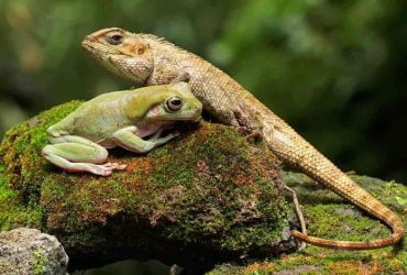 Nomes de répteis para crianças 6 Reptile-Names-For-Kids-696x476