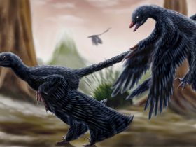 Scientists-discover-first-fossil-of-a-mammal-eaten-by-a