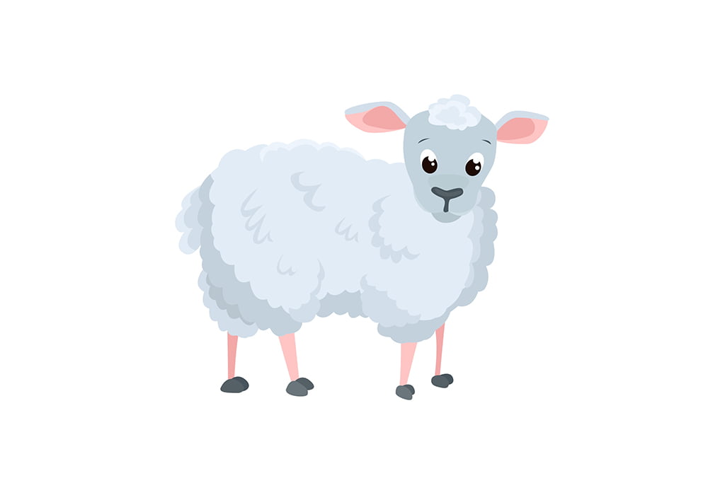 Sheep