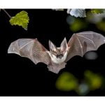 Teaching-Your-Kids-About-Nocturnal-Animals-696x476