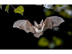 Teaching-Your-Kids-About-Nocturnal-Animals-696x476