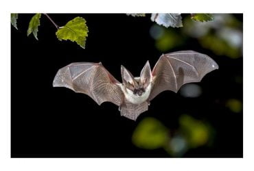 Teaching-Your-Kids-About-Nocturnal-Animals-696x476