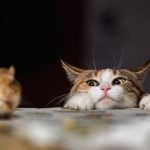 The-Cat-And-The-Rat-Story-For-Kids-696x476