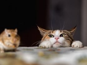 The-Cat-And-The-Rat-Story-For-Kids-696x476