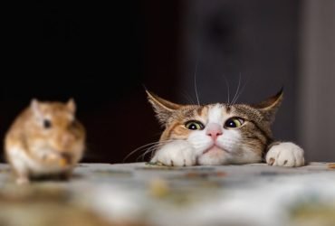 A história do gato e do rato com moral para crianças 1 The-Cat-And-The-Rat-Story-For-Kids-696x476