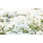 Things-That-Are-White-in-Colour-For-Kids-696x476