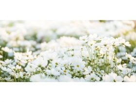 Coisas que são brancas para crianças 3 Things-That-Are-White-in-Colour-For-Kids-696x476