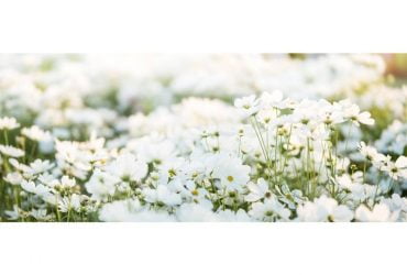 Coisas que são brancas para crianças 7 Things-That-Are-White-in-Colour-For-Kids-696x476