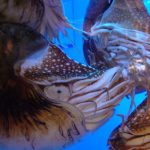 Which-animal-species-has-been-alive-the-longest-on-Earth