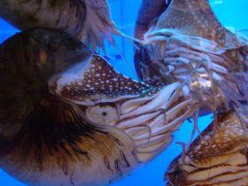 Which-animal-species-has-been-alive-the-longest-on-Earth