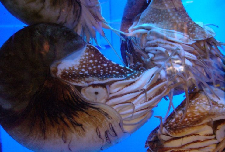Which-animal-species-has-been-alive-the-longest-on-Earth