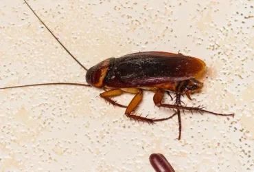 Como são os ovos de barata? 4 ovos de barata