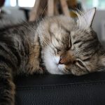 1653569302_5-minScienceDo-cats-dream-too