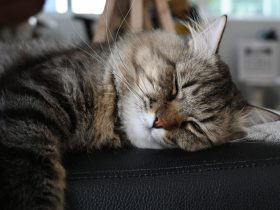 1653569302_5-minScienceDo-cats-dream-too