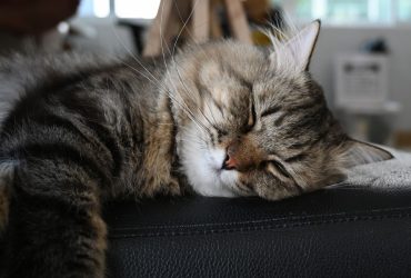 1653569302_5-minScienceDo-cats-dream-too