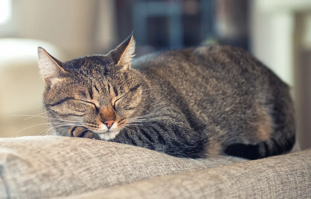 5 分科学猫も夢を見る