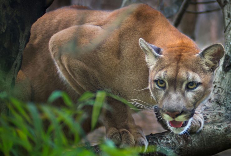 Puma