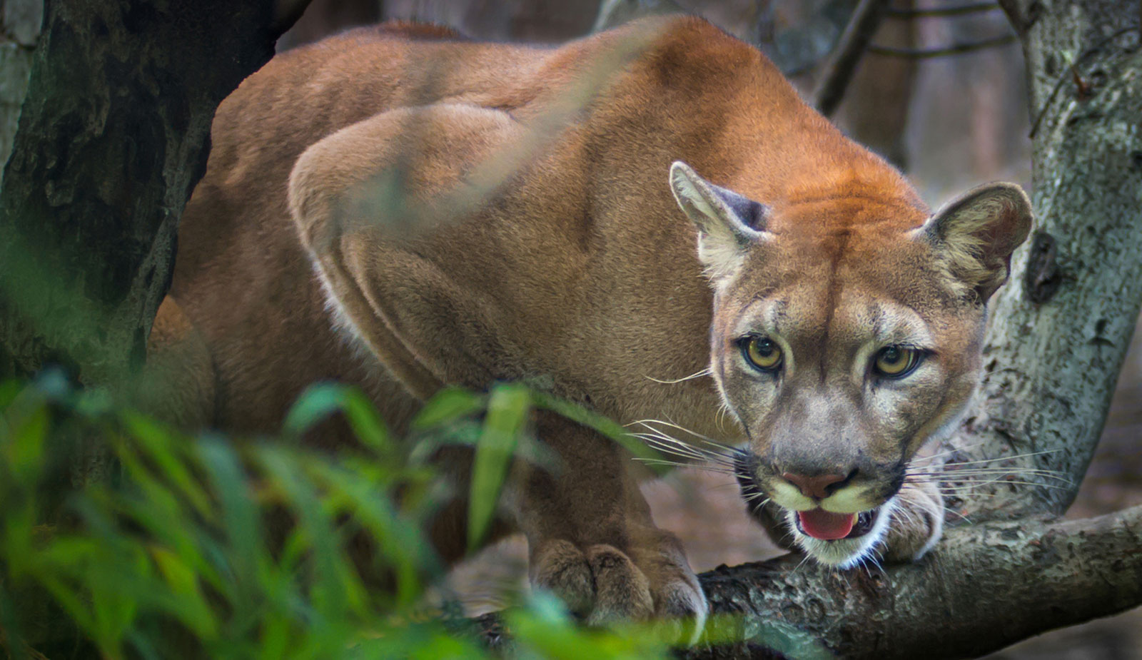 Puma