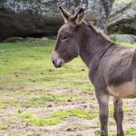sonhar com burro