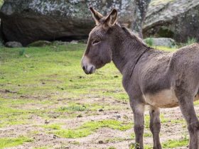 sonhar com burro