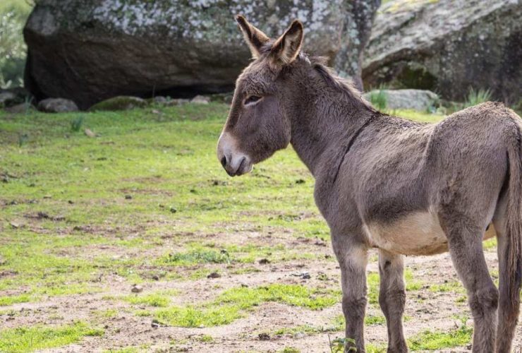 sonhar com burro