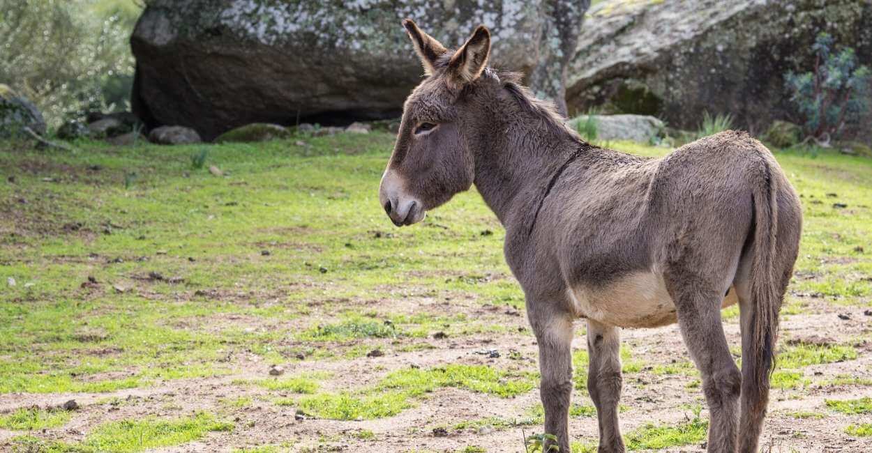 Qual o significado do sonho com burro? Descubra agora!