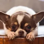 7 das menores raças de cães do mundo