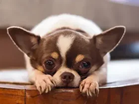 7 das menores raças de cães do mundo 6 7 das menores raças de cães do mundo