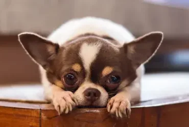 7 das menores raças de cães do mundo 6 7 das menores raças de cães do mundo