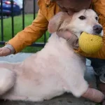 Adotar um animal de estimação pode ser difícil