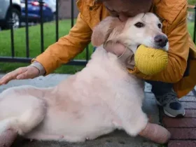 Adotar um animal de estimação pode ser difícil