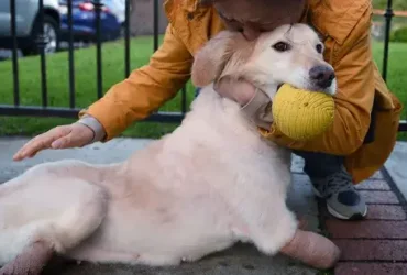 Adotar um animal de estimação pode ser difícil; Temos 8 dicas para tornar isso mais fácil 6 Adotar um animal de estimação pode ser difícil