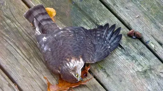 ああ、鳥たちよ！私たちの窓に飛び込まないでください