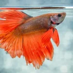 Betta