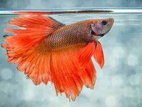 Betta
