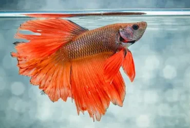 5 coisas que todo mundo erra sobre peixes Betta 10 Betta