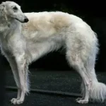 Borzoi