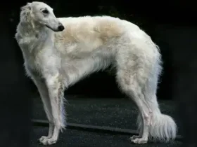Borzoi