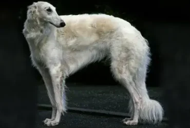 O Borzoi parecido com um galgo pode derrubar um lobo. O que seu cachorro pode fazer? 6 Borzoi