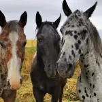 Cavalos malhados não são todos appaloosas e nem todos os appaloosas são manchados