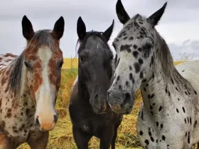 Cavalos malhados não são todos appaloosas e nem todos os appaloosas são manchados