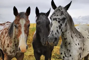 Cavalos malhados não são todos appaloosas e nem todos os appaloosas são manchados 1 Cavalos malhados não são todos appaloosas e nem todos os appaloosas são manchados