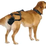 Cintos de castidade para cães