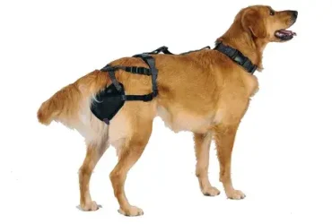 Cintos de castidade para cães