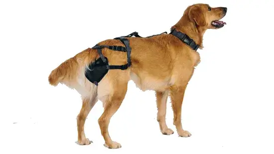Cintos de castidade para cães