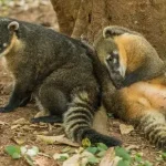 Coatimundi