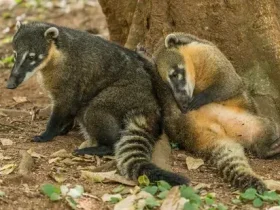 Coatimundi